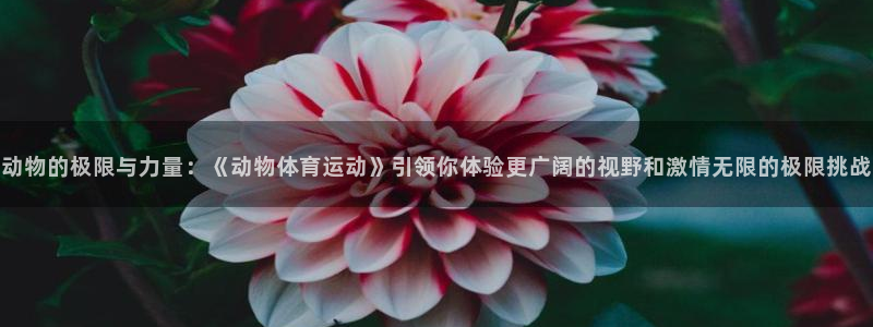 杏鑫体育老板是谁