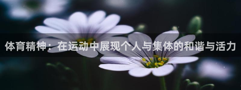 杏鑫体育4